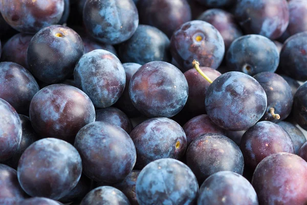 Fresh plums closeup background — Stock Photo, Image