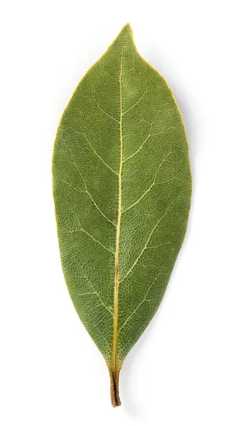 Aromatic bay leaves — Stock Photo, Image