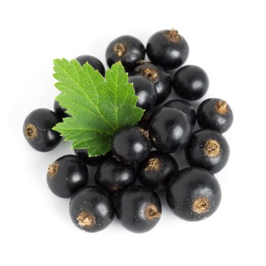 siyah kuş üzümü portre