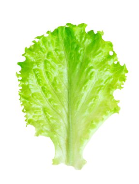 taze marul yaprağı