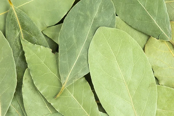 Hojas de laurel aromáticas fondo — Foto de Stock