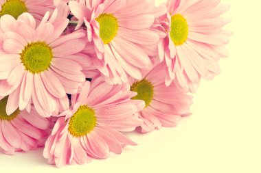 Arka plan güzel parlak pembe çiçek