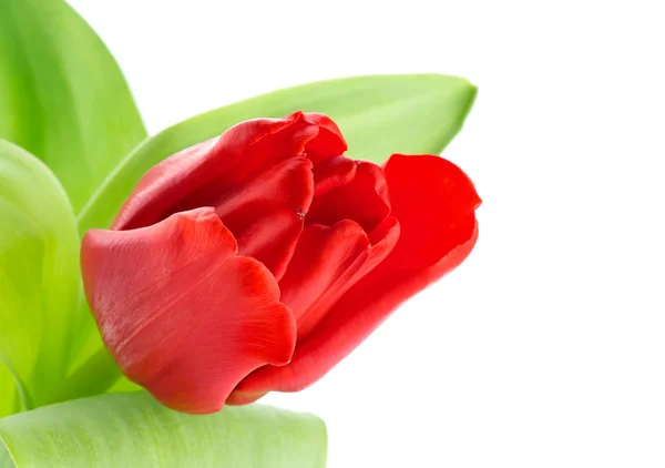 Tulip rode bloem — Stockfoto