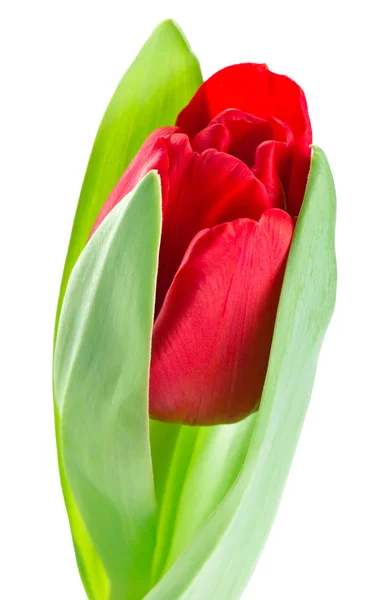 Tulip rode bloem — Stockfoto