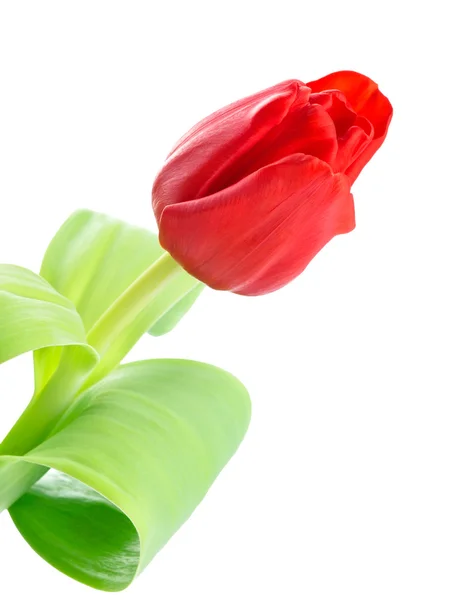 Tulipe fleur rouge — Photo
