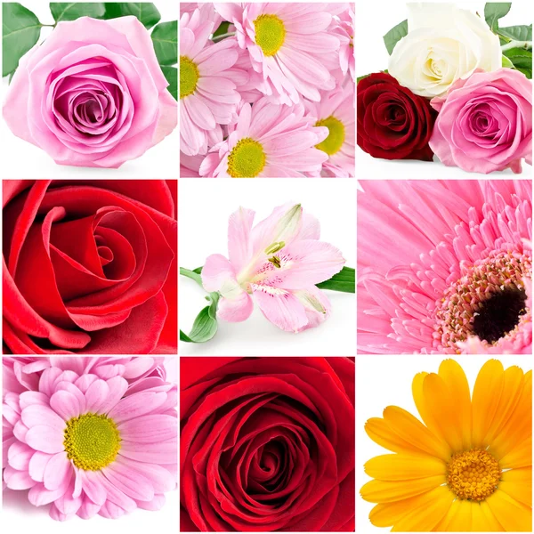 Verzameling van mooie bloem achtergronden — Stockfoto