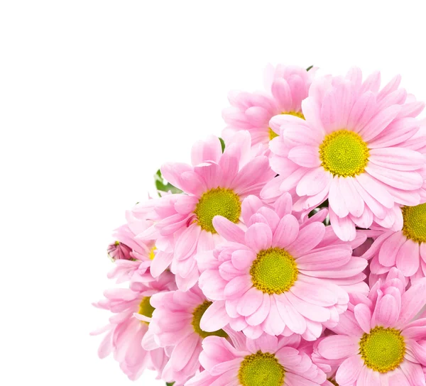 Mooie roze bloemen closeup — Stockfoto