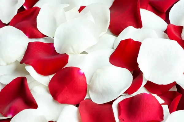 Pétalos de rosa roja y blanca —  Fotos de Stock