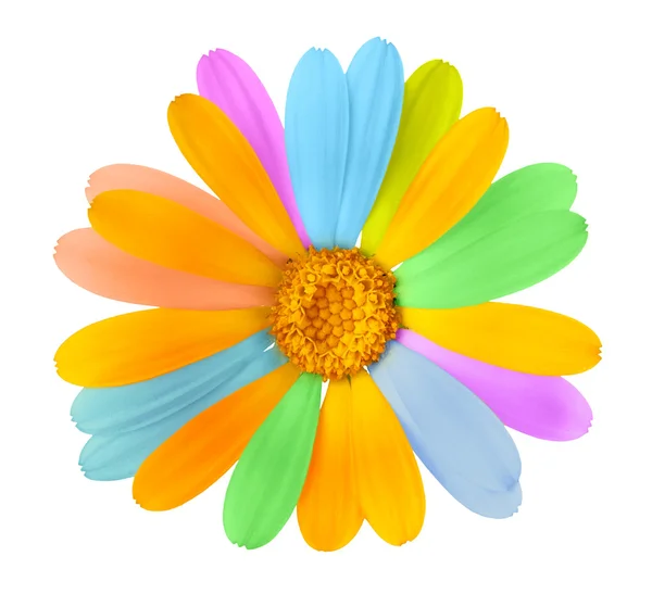 Красивый цветной цветок — стоковое фото