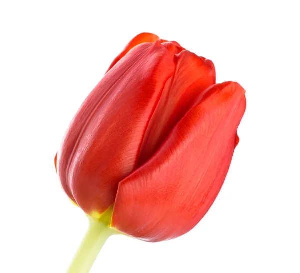 Tulipa flor vermelha — Fotografia de Stock