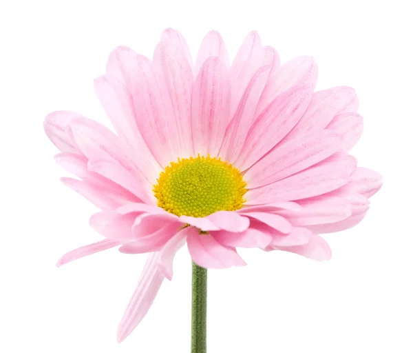 Ярко-розовый цветок — стоковое фото