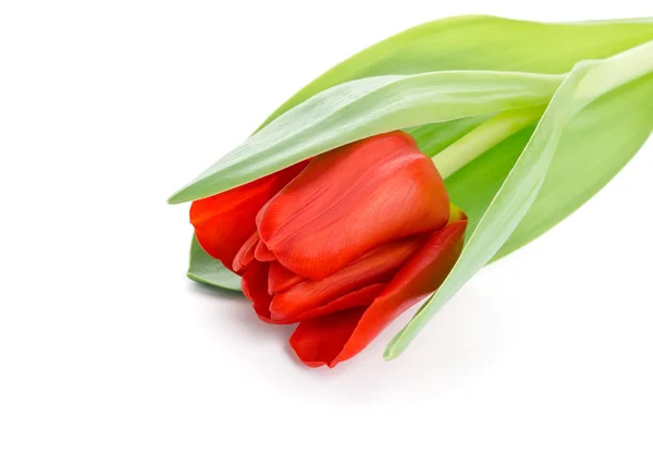 Tulipano fiore rosso — Foto Stock
