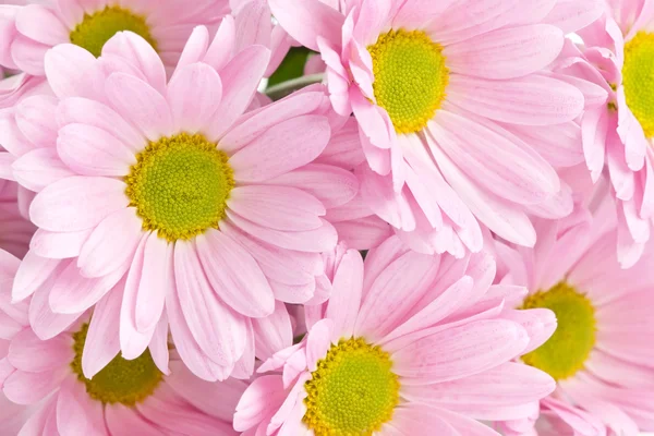 Fundo de belas flores rosa brilhante — Fotografia de Stock