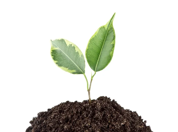 Jovem pequena planta verde — Fotografia de Stock