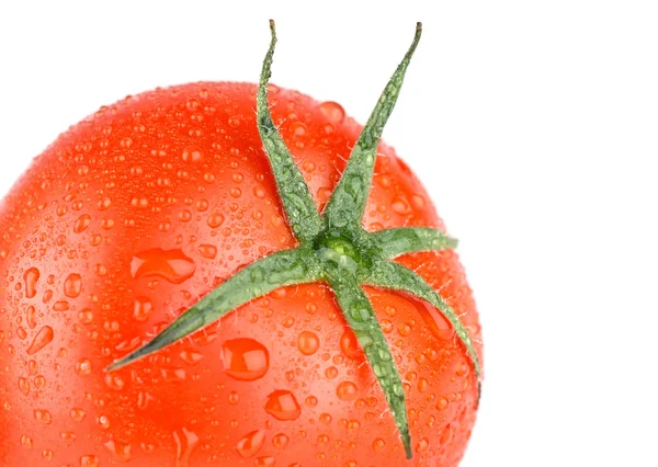 Čerstvé červené mokré rajče — Stock fotografie