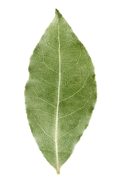 One bay leaves — Stock Photo, Image