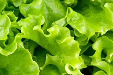 yeşil salata yakın çekim