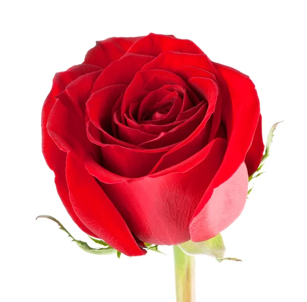 Red rose close-up — Stock Photo, Image