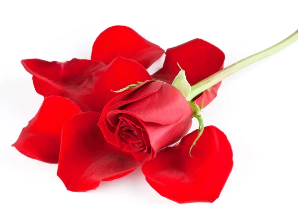赤いバラと花びら — ストック写真