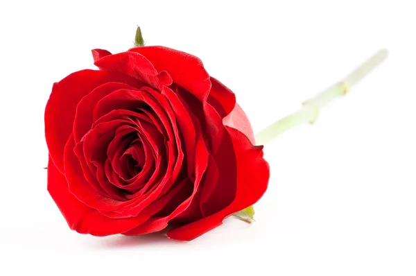 Red rose — Stock Photo, Image