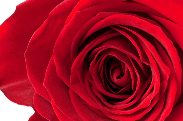 Rose bud close-up — Stock Photo, Image