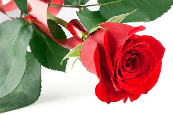 Festive red rose — Stock Photo, Image