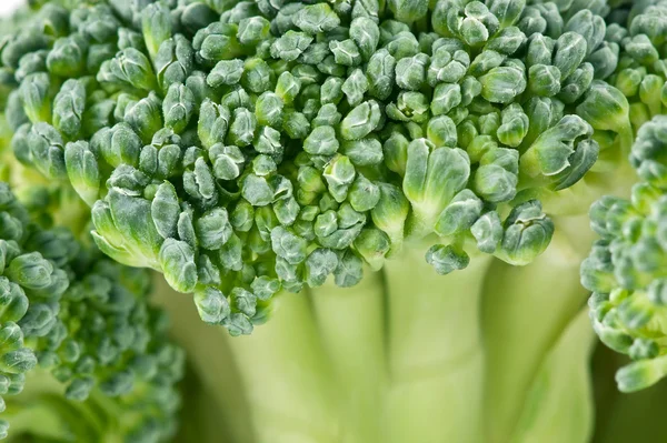 Primer plano del brócoli — Foto de Stock