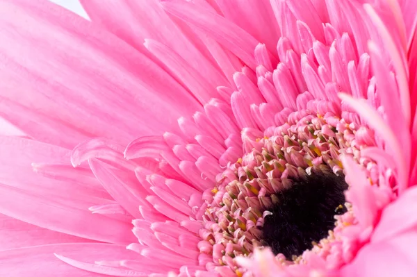 Růžová gerbera — Stock fotografie