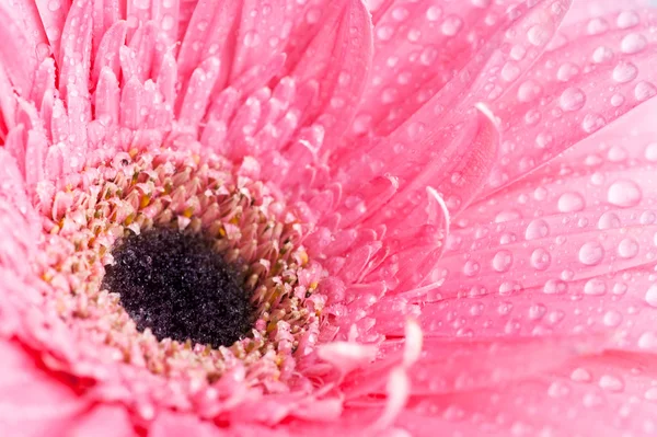 Цветок с каплями воды — стоковое фото