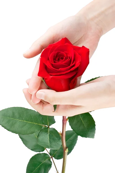 Red rose in women's hands — Stock Photo, Image