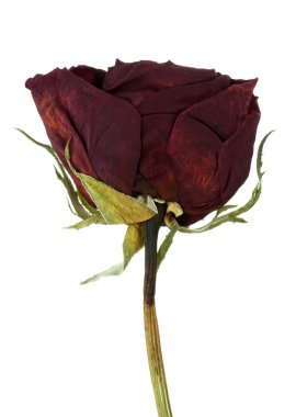 beyaz zemin üzerine kurutulmuş gül