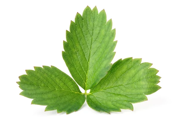 Strawberry leaf — Stock Photo, Image