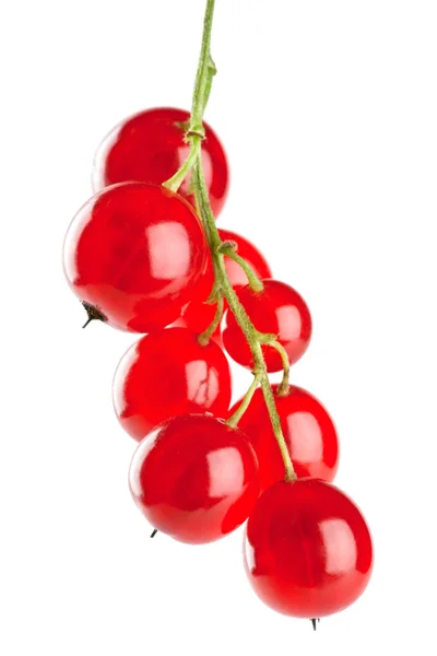 Red currant — Stock Photo, Image