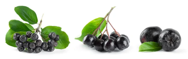 Chokeberry με φύλλο — Φωτογραφία Αρχείου
