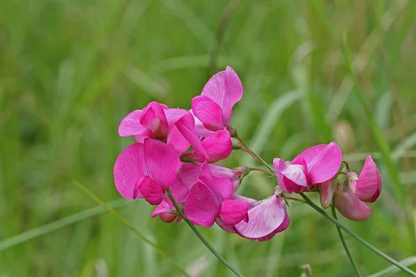 Edelwicke auf der Wiese