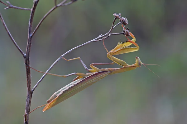 Tenho uma beterina 2. — Fotografia de Stock