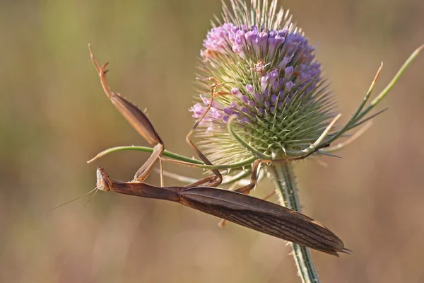 1 'de bir beterin var.
