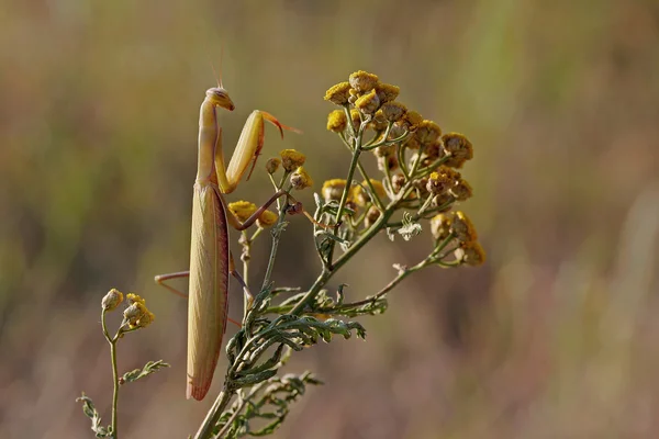 Mantis der Morgensonne içinde