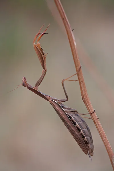 Tengo una mejor dosis. — Foto de Stock