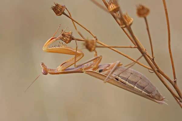 Bir beterin olmalı.