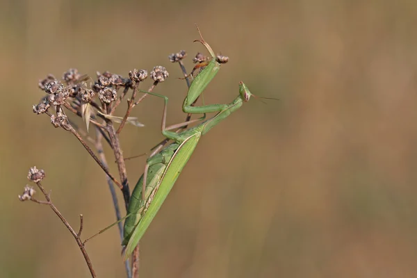 Bir beterin olmalı.
