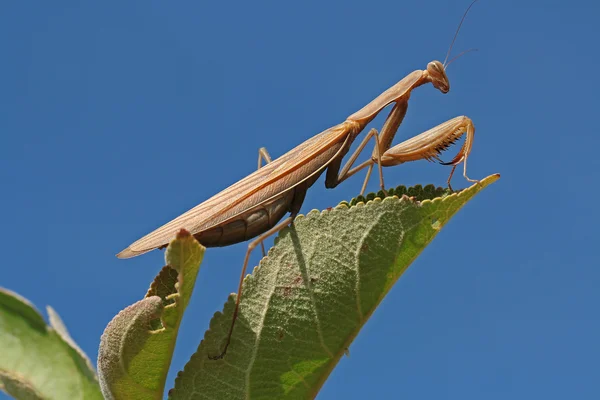 Bir beterin olmalı.
