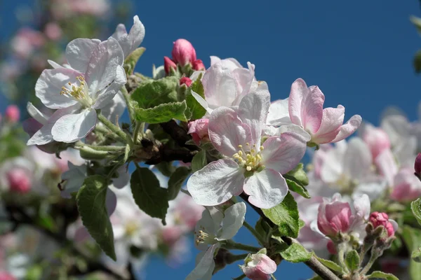 bir çiçekli elma ağacı
