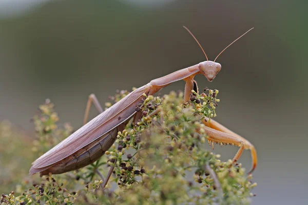 Peki içinde yalan yatağını gibi