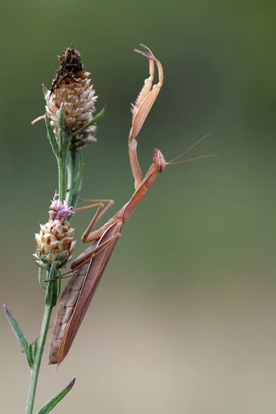Mantis en floración — Foto de Stock
