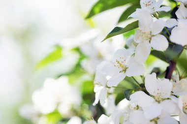 elma ağacının bahar çiçekleri.