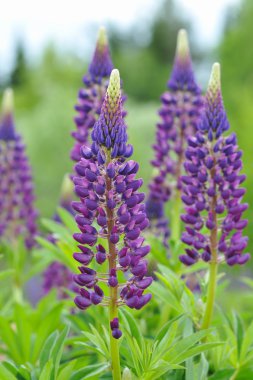 Güneş ışıkları acı bakla çiçeği..