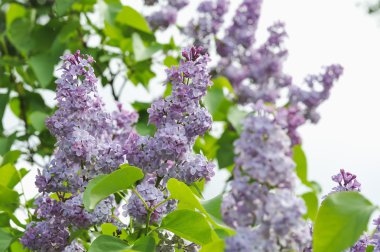 Taze leylak çiçek Fotoğrafçılık kadar kapatın.