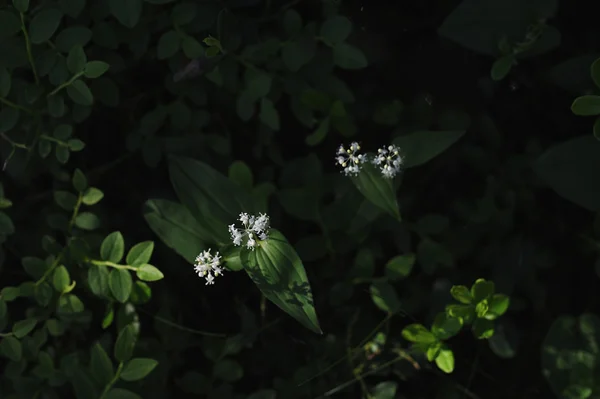 Maianthemum Bifolium Magical Evening Light Shadows Sunrays — Stock Photo, Image