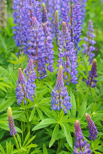 太陽の光でルピナスの花 — ストック写真